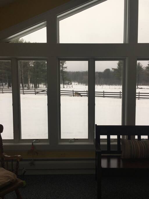 Back window view of deer