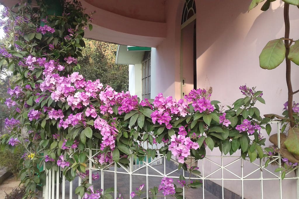 Balcony with full bloom