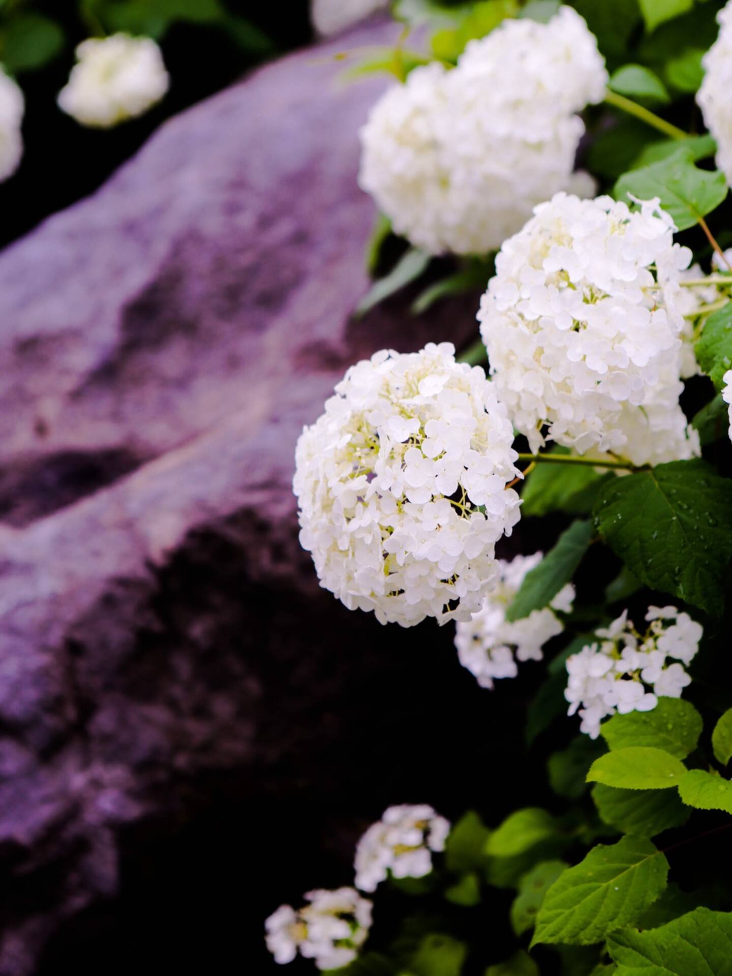东瀛花物语 东京的白绣球花雪山 东京旅游攻略 尽在airbnb爱彼迎