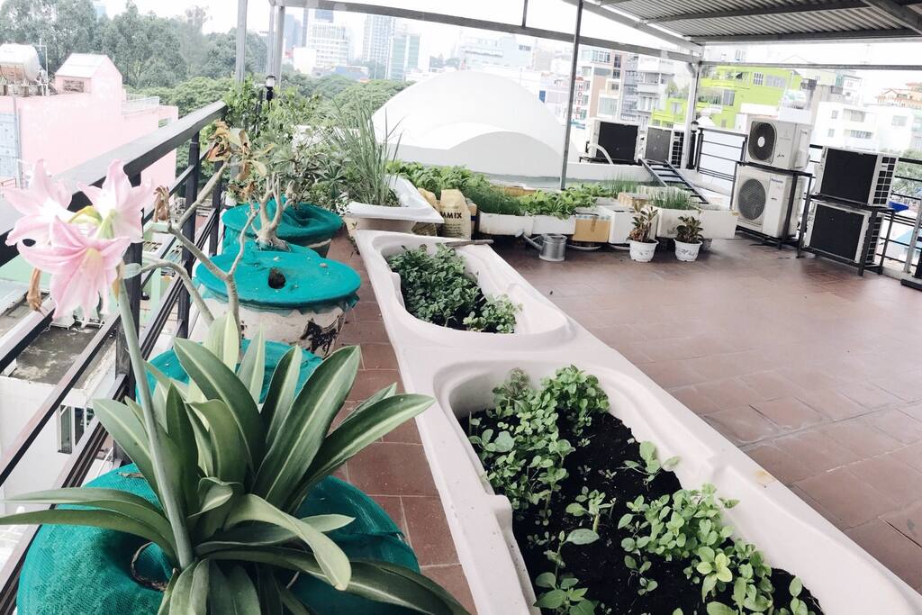 The rooftop