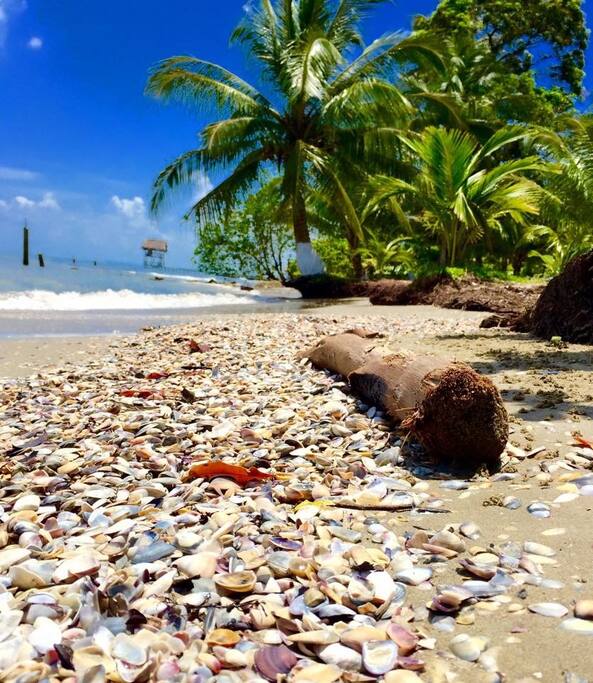 La playa de Queweche , es de arena dorada, y hay una temporada que quedan conchas en la orilla