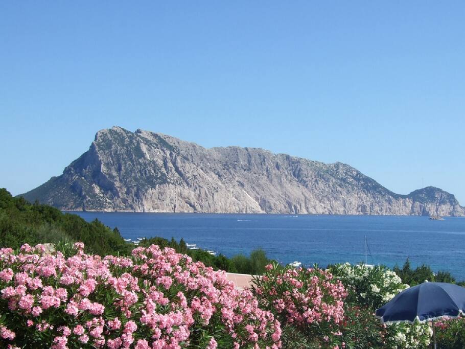 Vista