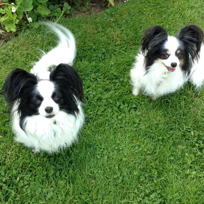 These are the doggie doorbells, Nellie and Delilah