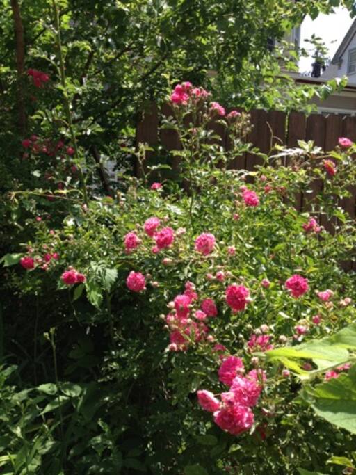 Flowers everywhere, but May-October only.