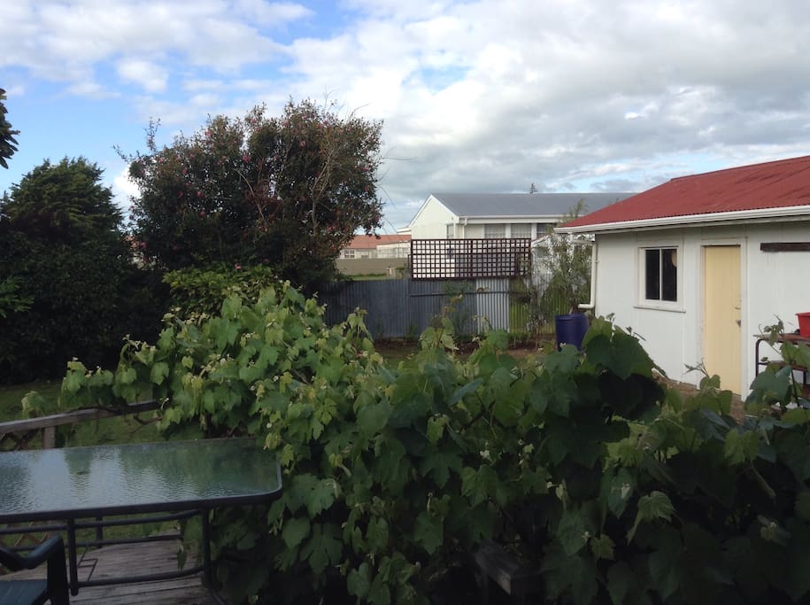 Grapes growing on the back deck railing
