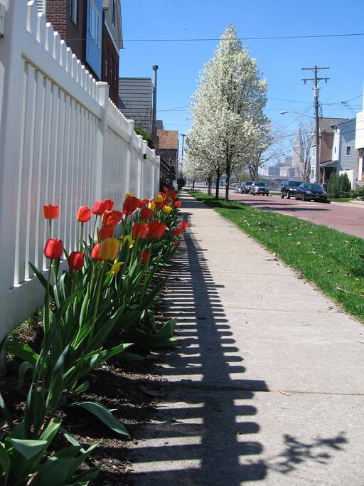 Cleveland skyline from the street