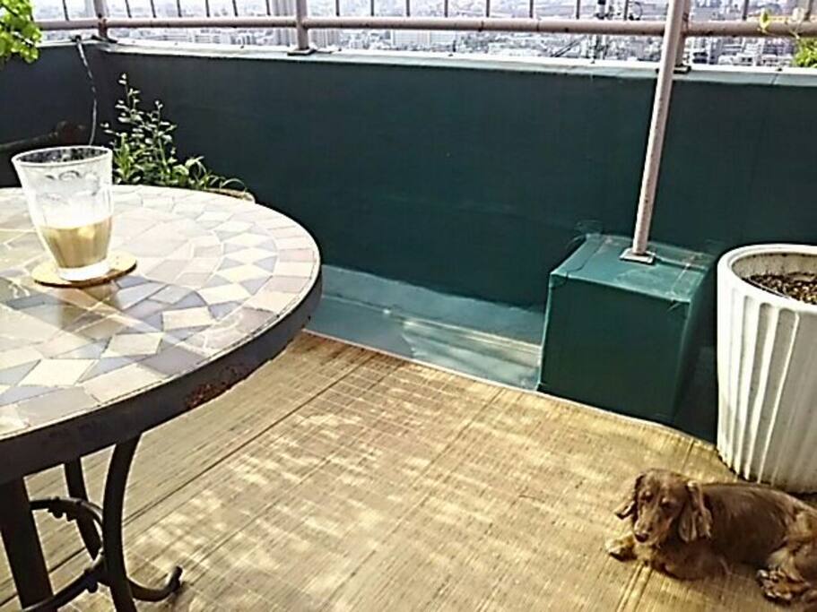 Choco , our lovely dog will host you!