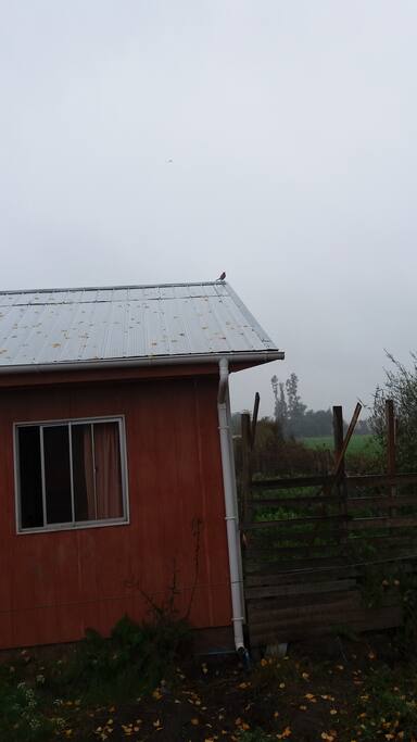 Donde los pájaros lo despiertan con sus trinos.