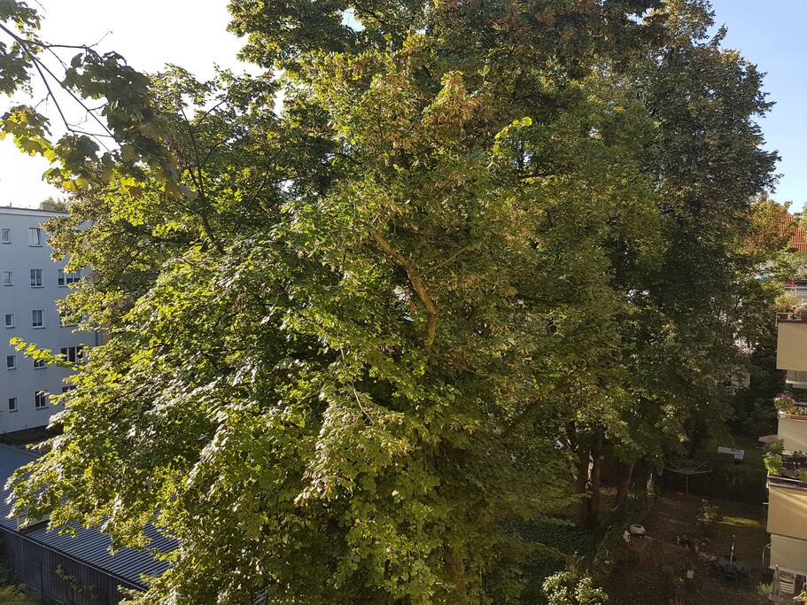 View from balcony / west