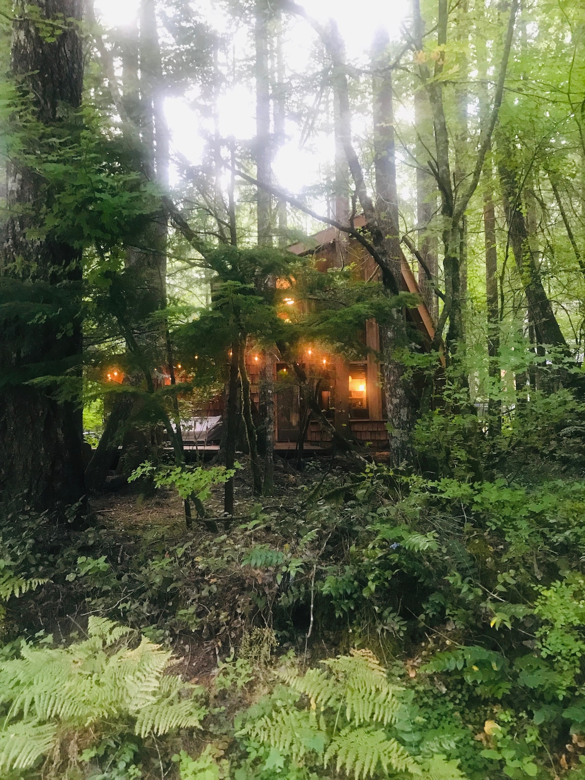 The cabin is nestled among tall trees and lush greenery, with warm light glowing from its windows. Surrounding ferns and other vegetation create a natural privacy, while the structure's unique architecture is framed by the forest backdrop.