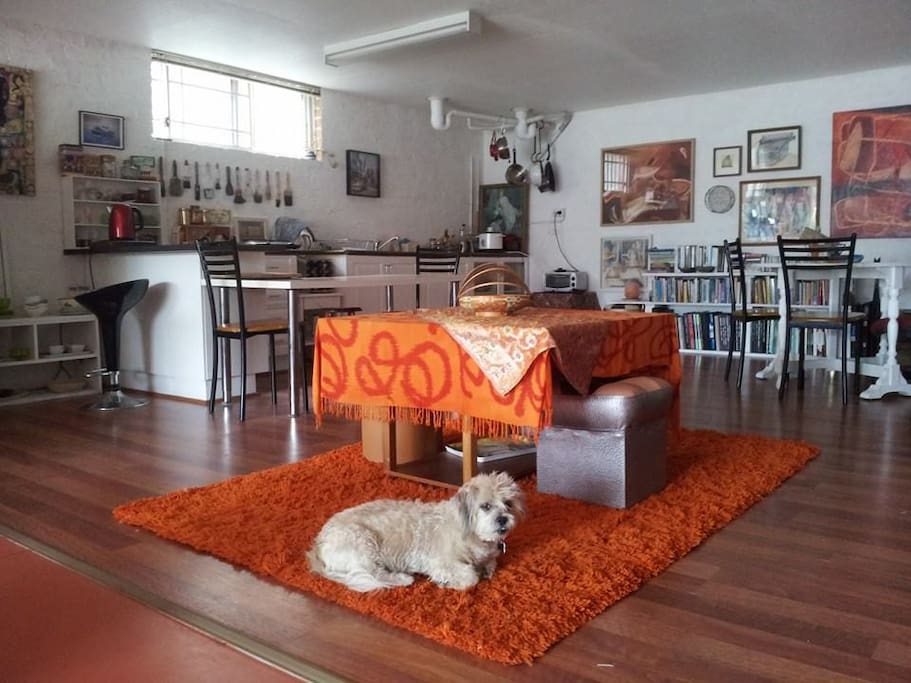 Open plan kitchen/living room with doggy