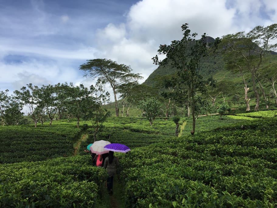 Nestled among Sri Lanka's tea country