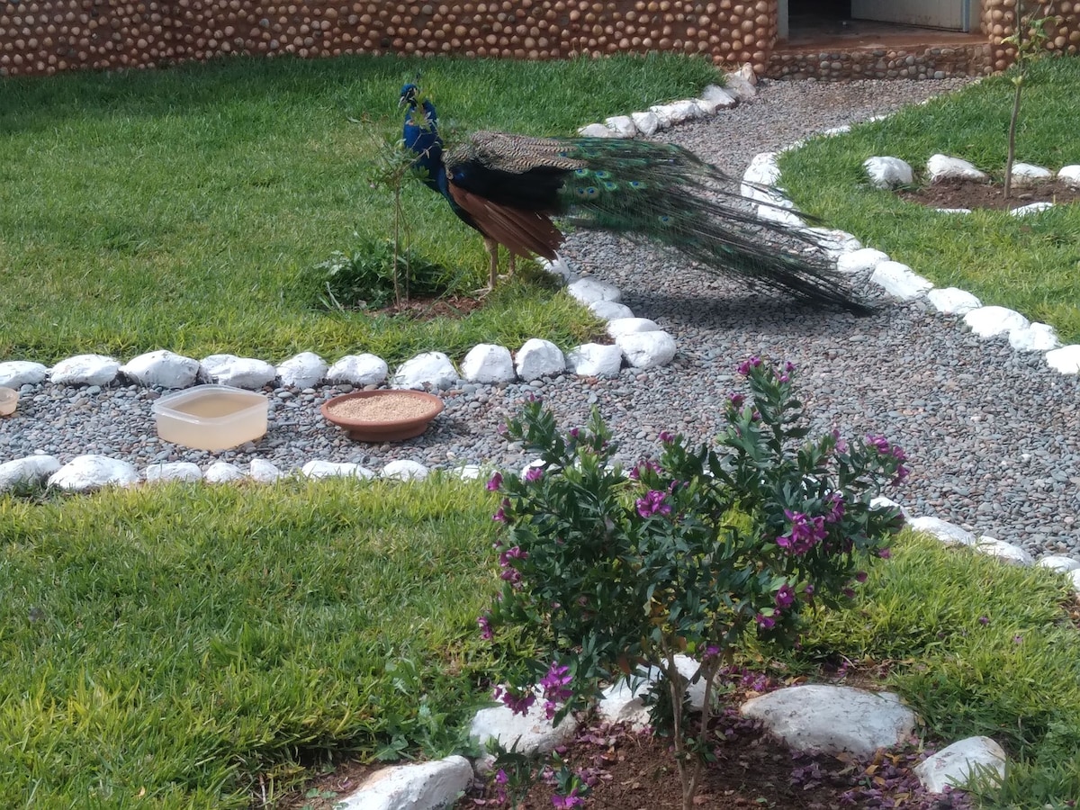 A peacock is seen wandering through a garden, featuring well-maintained green grass and neatly arranged stone pathways. Small containers are placed on the ground, surrounded by blooming plants with purple flowers. A charming natural environment is suggested by the arrangement of greenery.