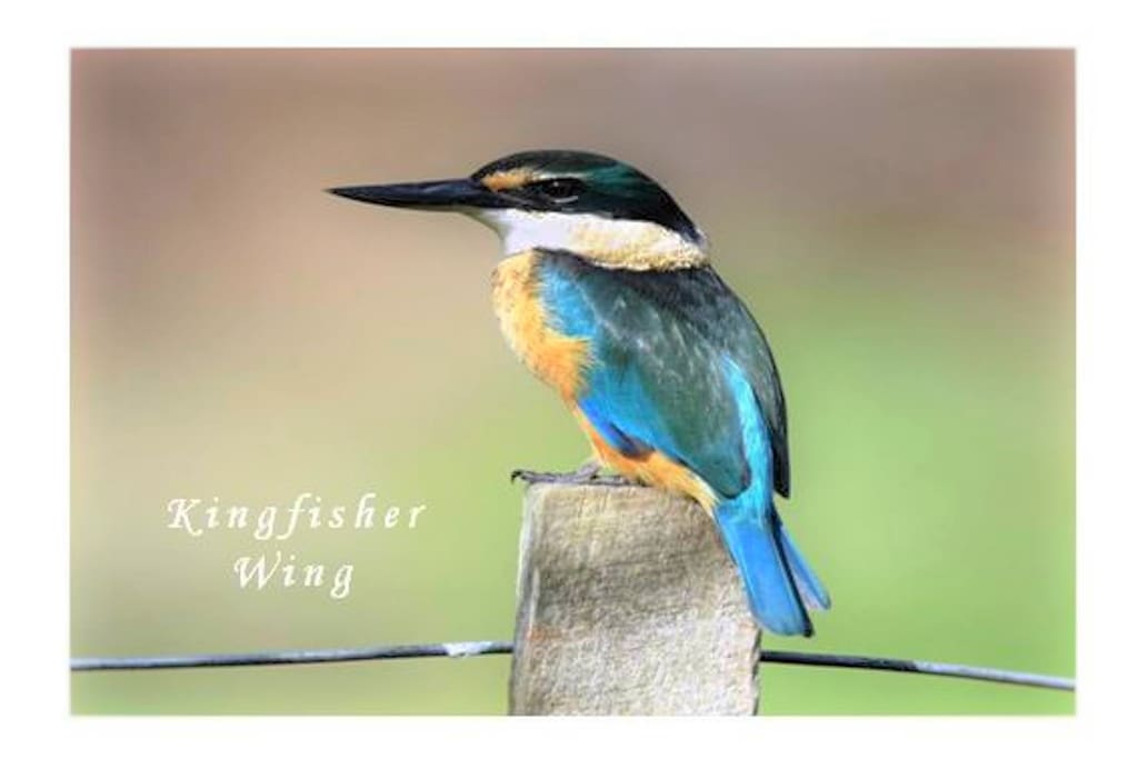 The Kingfisher Wing