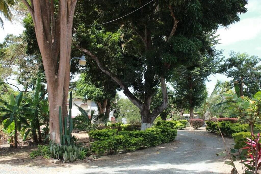 Plants and fruit trees all around