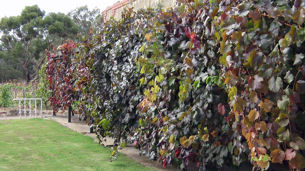 Under The Vines