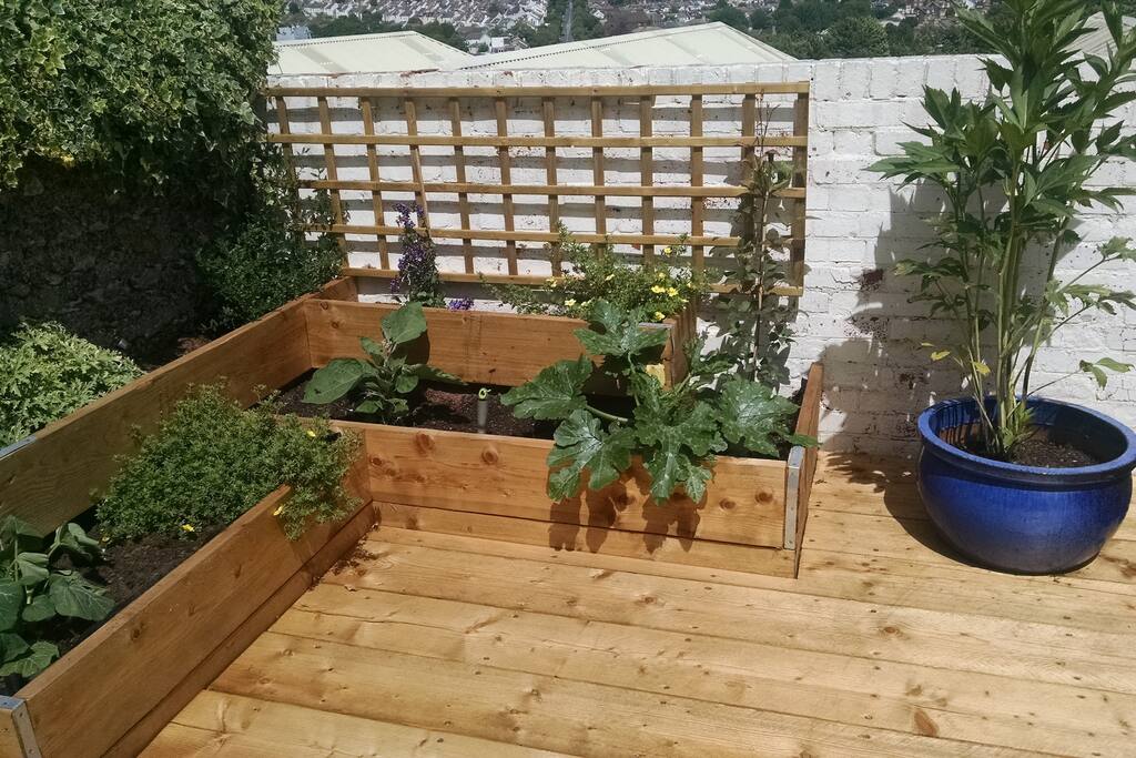 Garden with courgettes, butternut squash, aubergine and strawberries growing, please help yourselves!