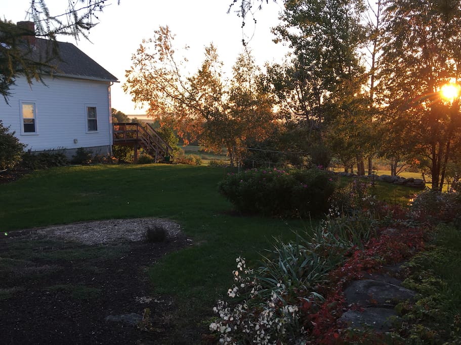 side yard birches aglow with the late afternoon sun