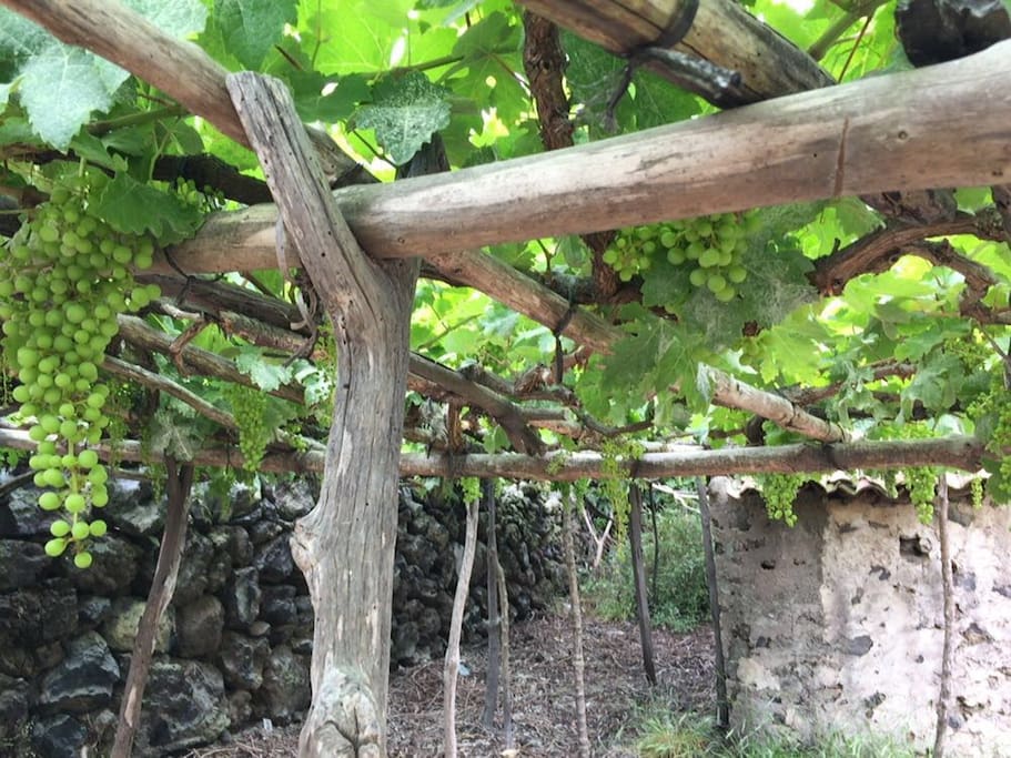 Private vineyard in the garden