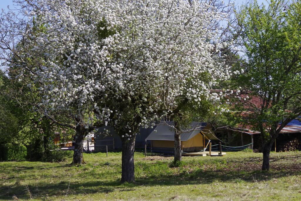Safari tent in the nut orchard at La wee maison.