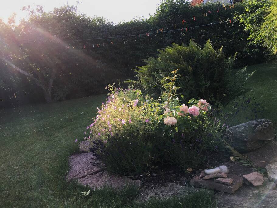 A piece of the front side garden