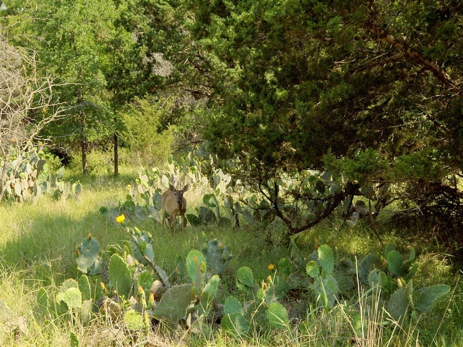 403 T-Bar-M-Beautiful Glimpses of Hill Country Wildlife