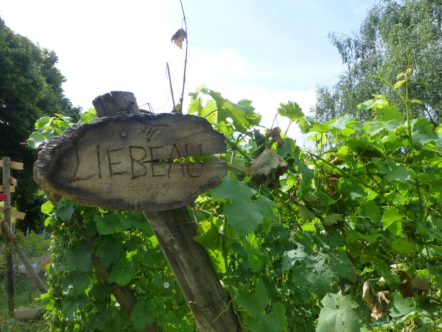 Nos vignes aux alentours.
