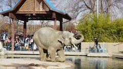 Denver Zoo: Mynd