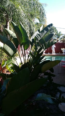 1 ENTIRE POOL GLAMPING CABIN for 1 TROPICAL 30DAY