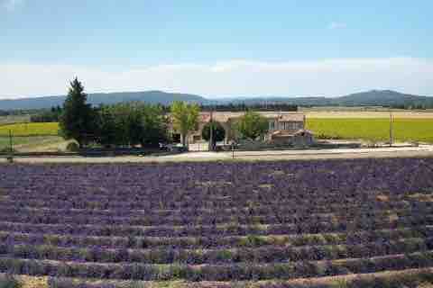 A serene landscape features a charming house surrounded by vibrant lavender fields and lush greenery. The distant mountains offer a picturesque backdrop under a clear blue sky, creating a tranquil rural setting.