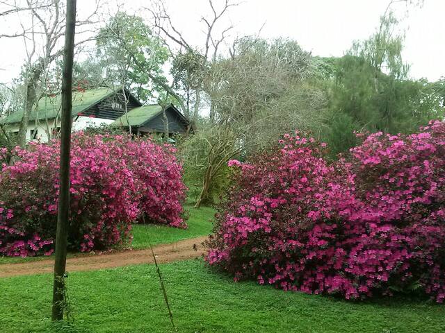 "BLUMES HOUSE"