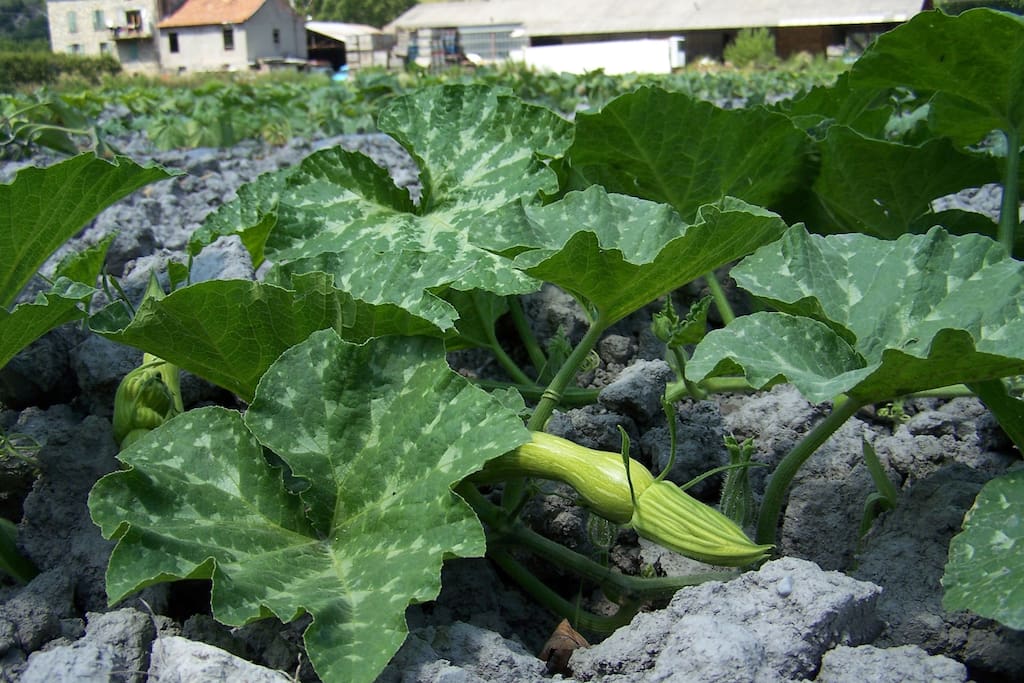 CHAMP DE COURGETTE