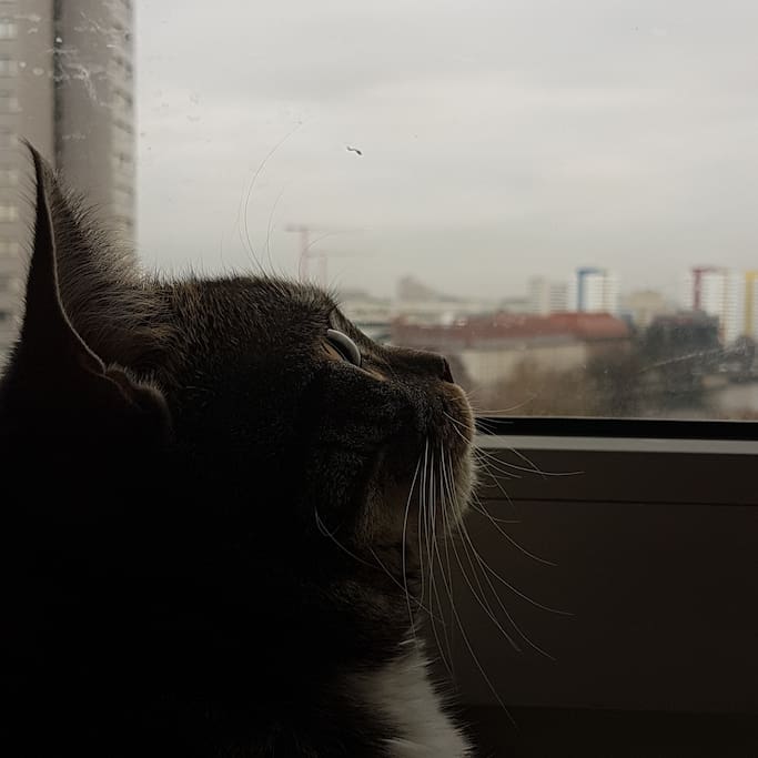 Michael der SchuseKater des Hauses .