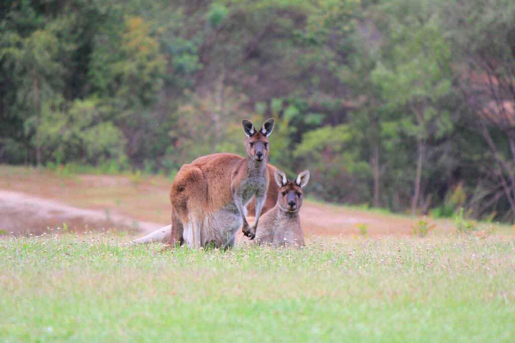 Kangaroos