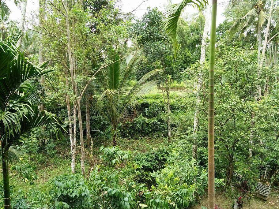 Rice field and river view.