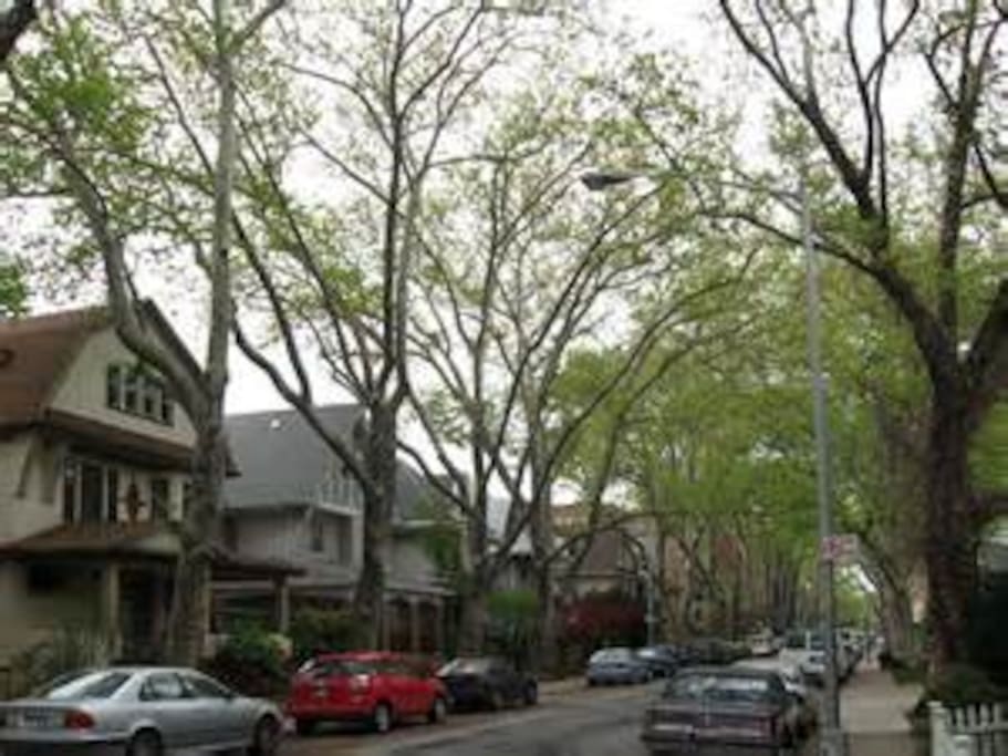 Tree lined streets full of beautiful Victorian homes