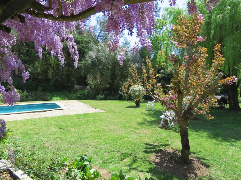 Garden and swimming pool