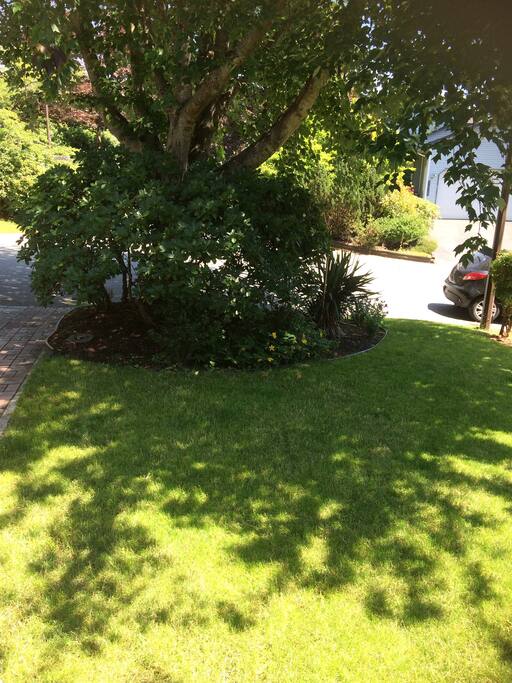 Front yard