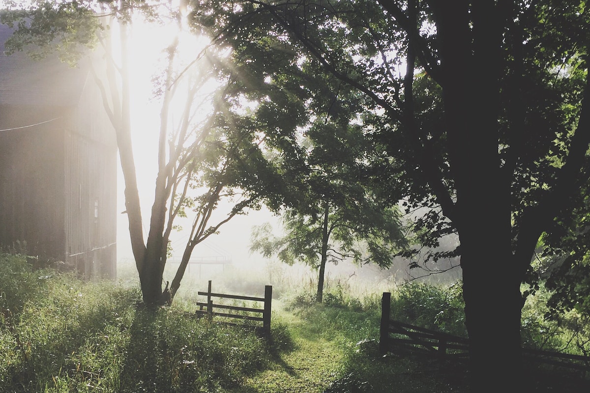 A serene path meanders through lush, green foliage, framed by tall trees, leading toward an old barn partially obscured by morning mist. The soft light filters through the leaves, creating a tranquil atmosphere. A simple wooden fence lines the path, enhancing the natural setting.