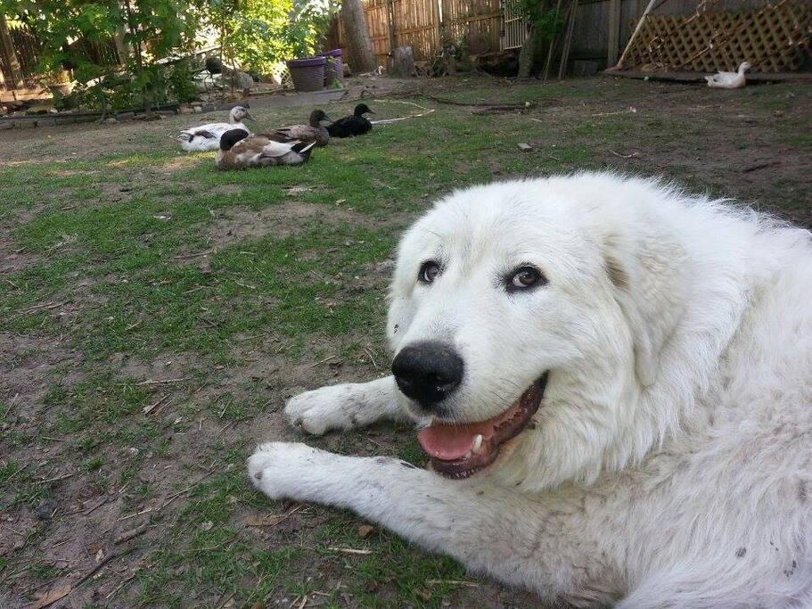 My best friend, business partner, official greeter to airbnb guests, best person I know, and guardian of the ducks, I present you Meg-a-Dog.
