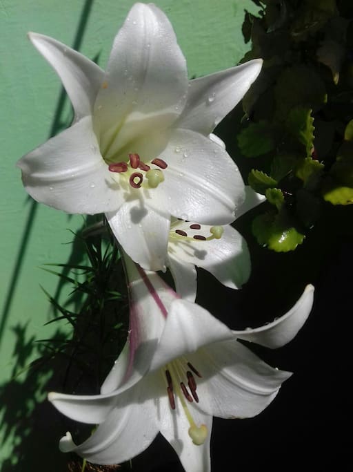 Recanto das flores