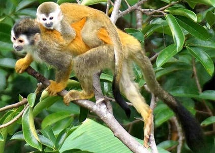 Bungalow Bella Vista ~ Ocean View Sleeps 4 — 1 bedroom vacation rental in Manuel Antonio