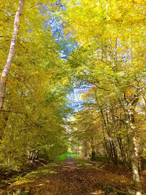 Forêt de Rambouillet / Rambouillet forest