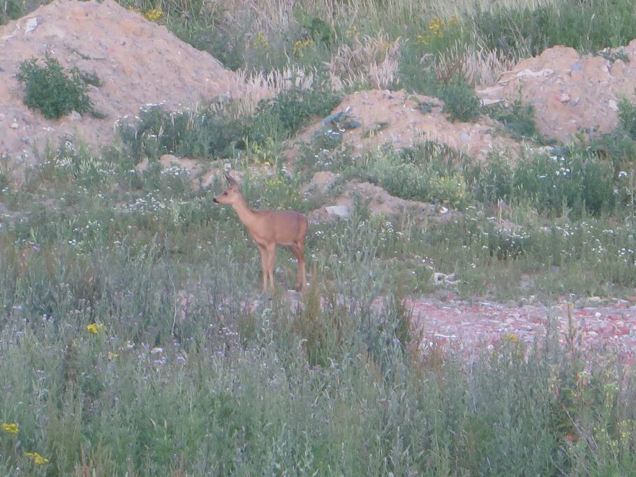Vue depuis la Résidence, cet été ! Un vrai safari photos!!