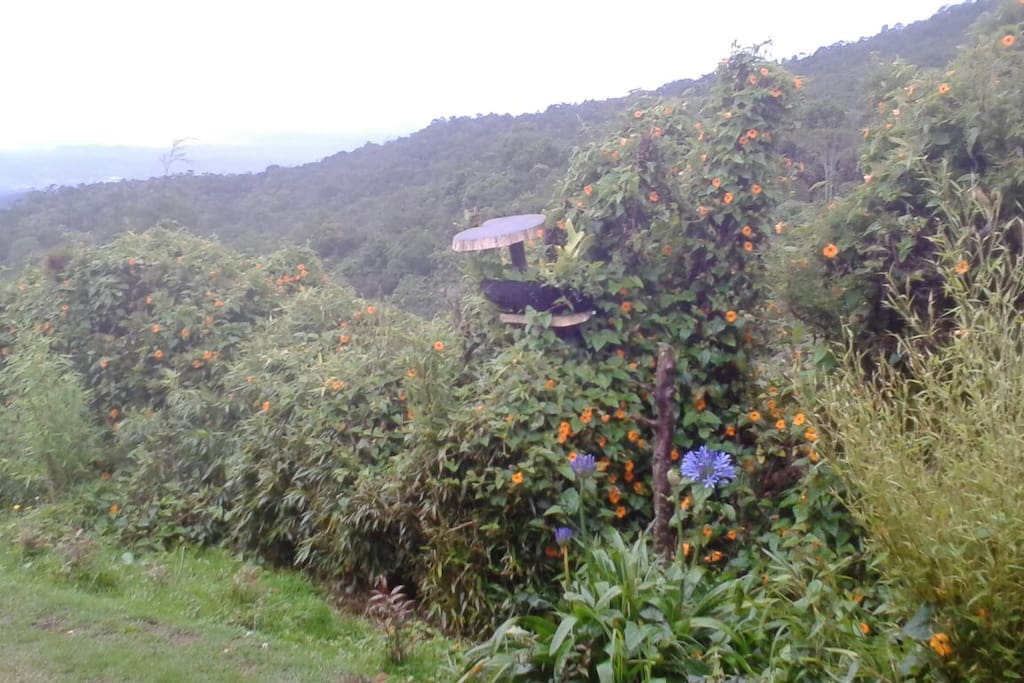 amplia zona verde, donde se pueden apreciar hermosas aves.