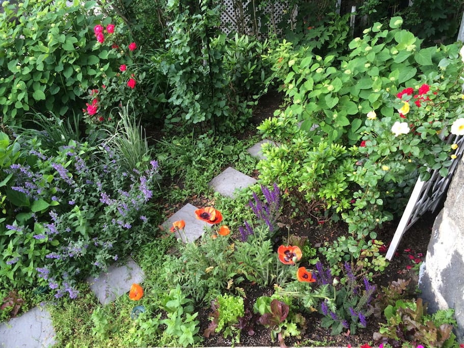 Flower garden in small front yard with stone path to back yard.