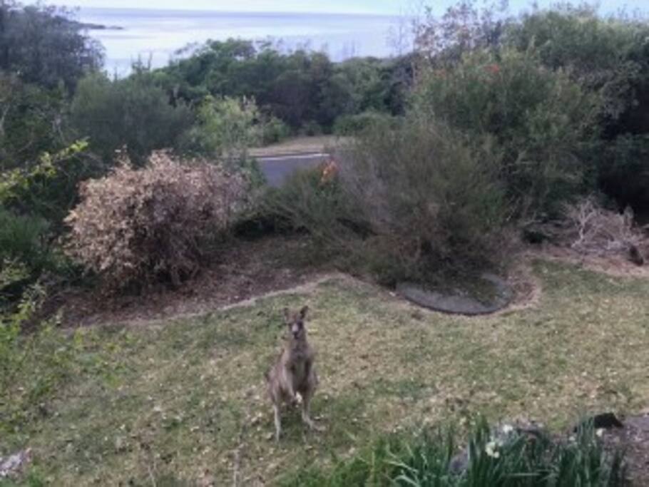 Kangaroos in front yard eating bread