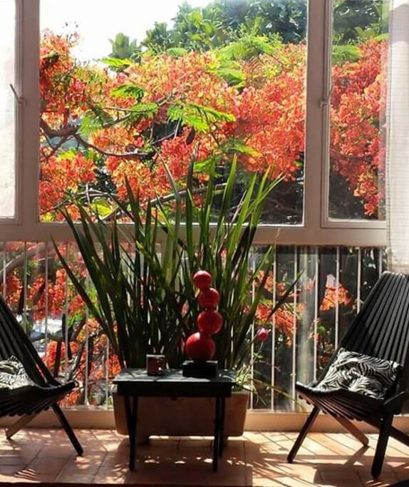 Excelente vista a las flores del Tabachin, florece una vez al año
