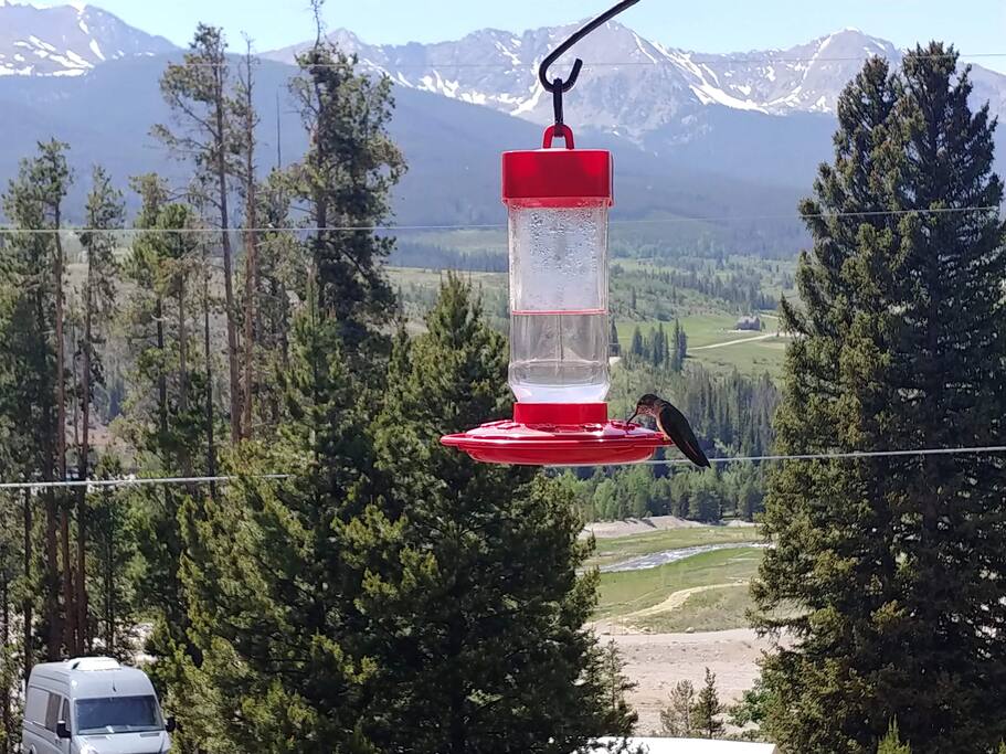 We Love Hummingbirds!