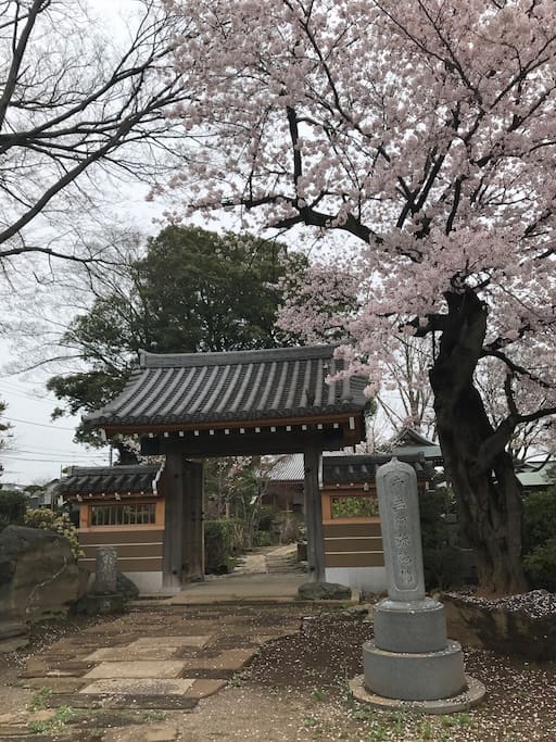 Lovely Sakura with admirable local temple: I fortunately come by this nice looking divine place and everyone can enter into the gate and enjoy its aesthetic atmosphere.
